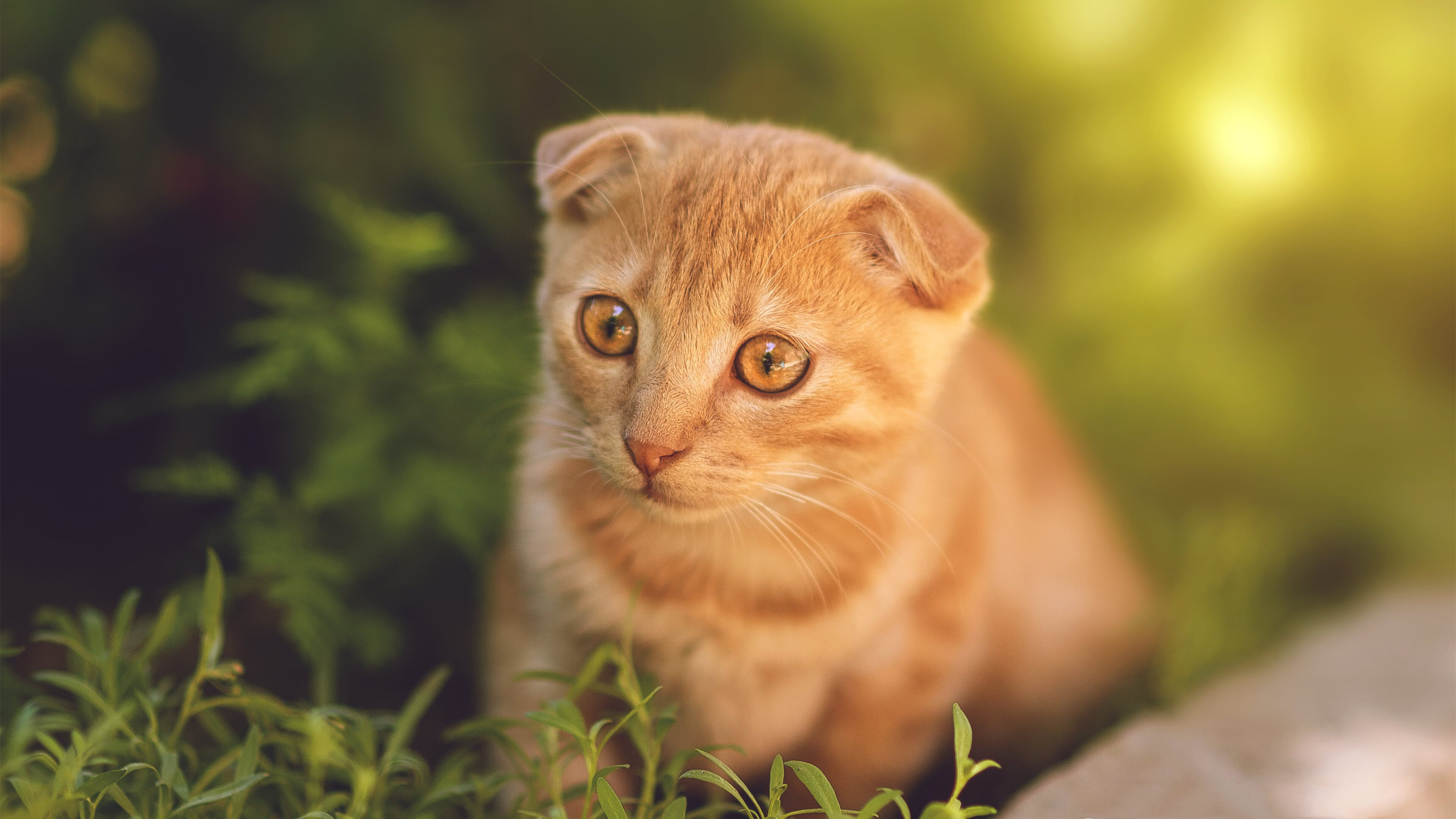 拉什福德觉醒时刻,一粒进球如何引爆曼联的战术革命与马里之困